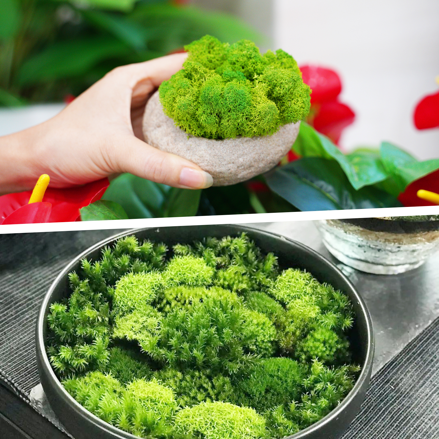 Artificial Green Plants Eterna - Terrarium Moss Art 리뷰 및 가격