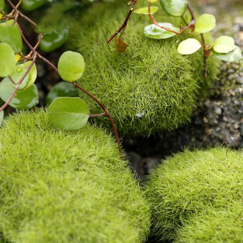 4Pcs Micro Landscape Artificia - Terrarium Moss Art 리뷰 및 가격