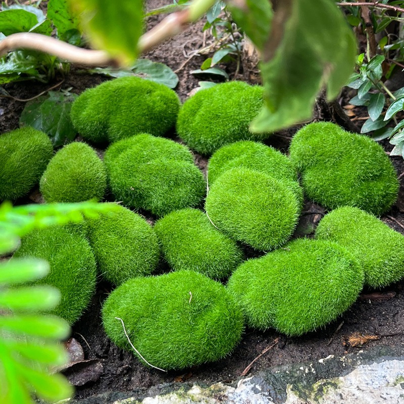 5/30pcs Simulation Moss Stone  - Terrarium Moss Art 리뷰 및 가격