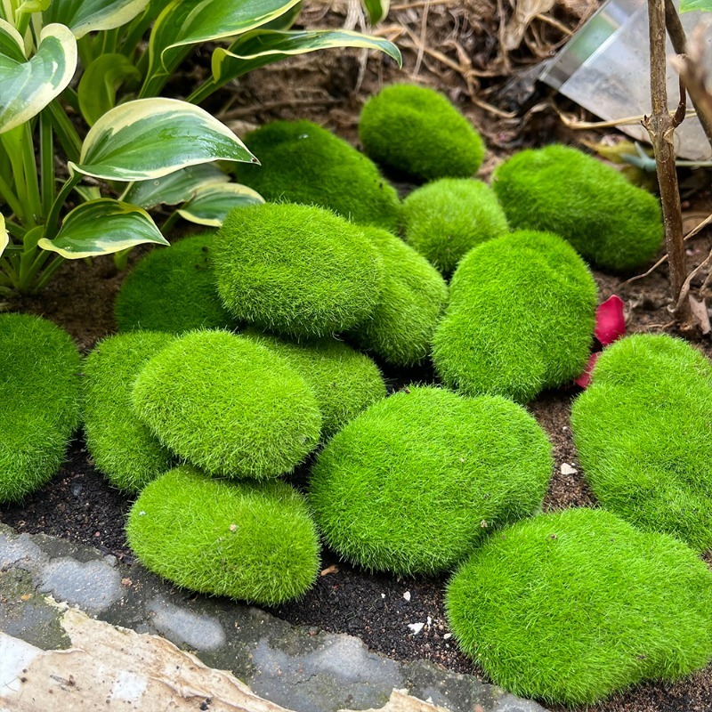 5/30pcs Simulation Moss Stone  - Terrarium Moss Art 리뷰 및 가격