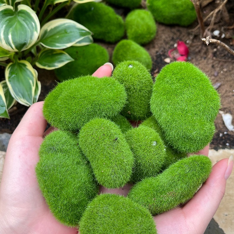 5/30pcs Simulation Moss Stone  - Terrarium Moss Art 리뷰 및 가격