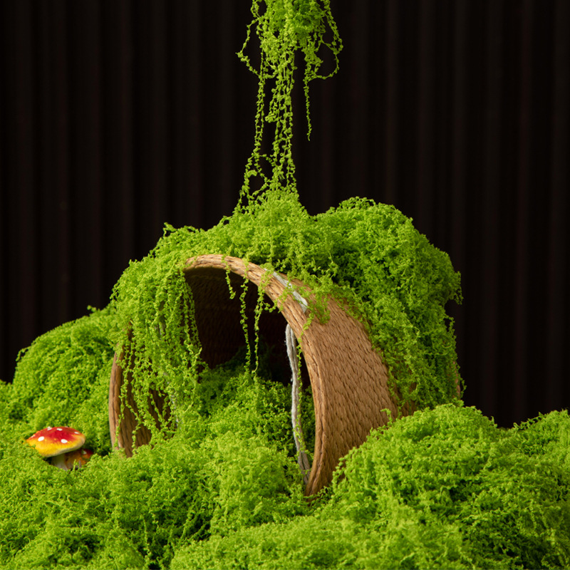 200g Eternal Life Moss DIY Cra - Terrarium Moss Art 리뷰 및 가격
