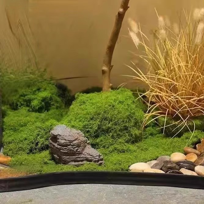 200g Eternal Life Moss DIY Cra - Terrarium Moss Art 리뷰 및 가격