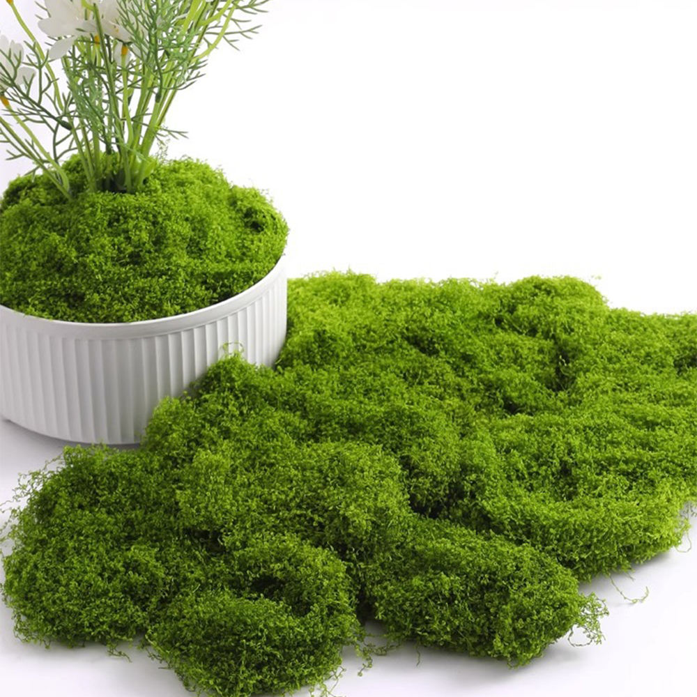 20/40/100g Eternal Life Moss D - Terrarium Moss Art 리뷰 및 가격