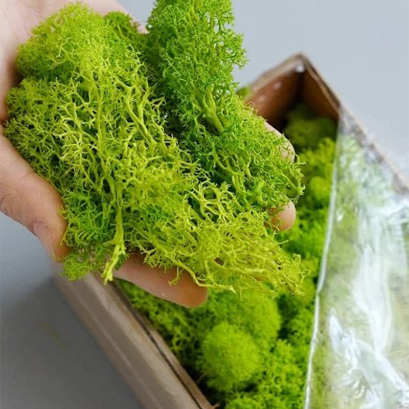 20/40/100g Eternal Life Moss D - Terrarium Moss Art 리뷰 및 가격