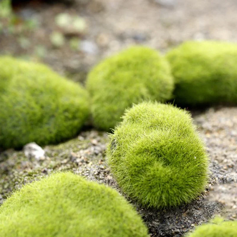Fake Stone Artificial Moss Roc - Terrarium Moss Art 리뷰 및 가격