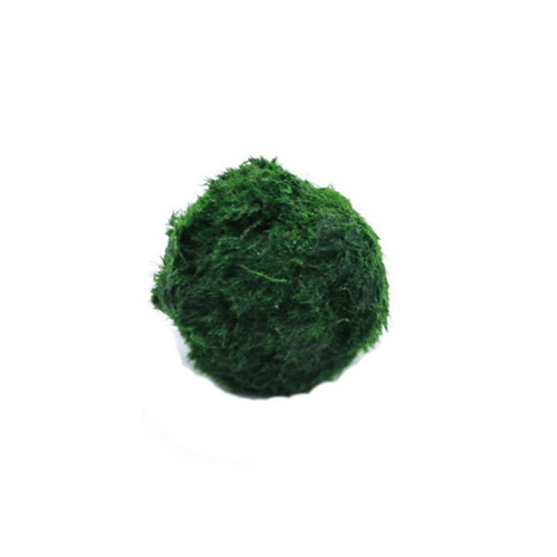 Marimo Moss Balls Live Aquariu - Terrarium Moss Art 리뷰 및 가격