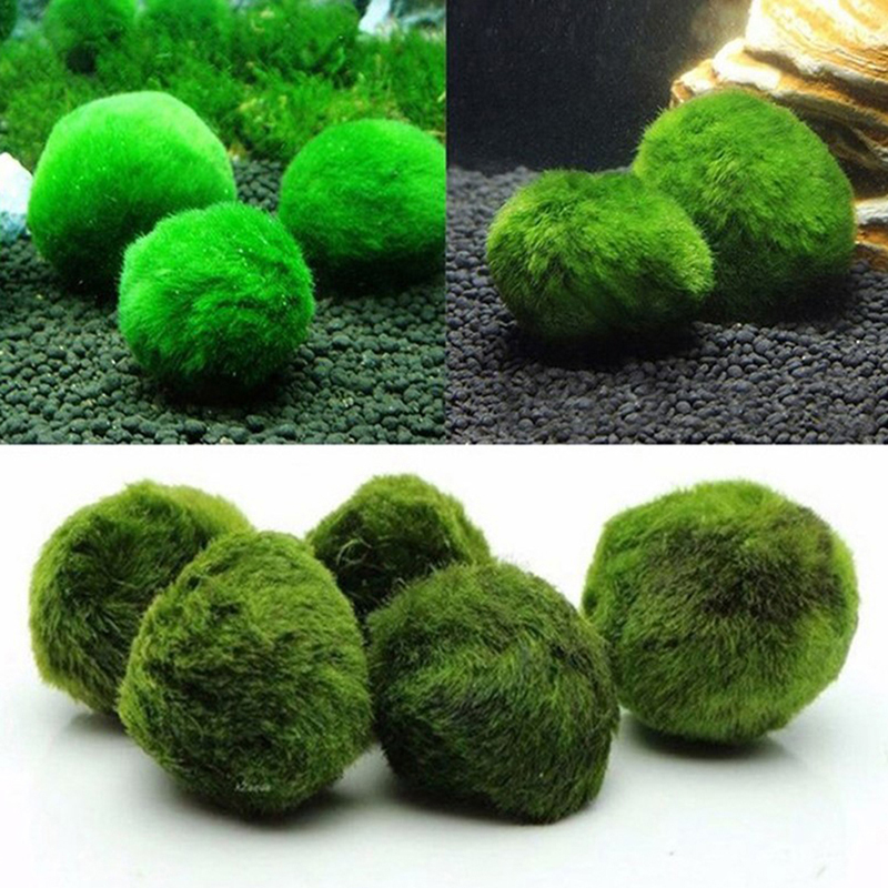 Marimo Moss Balls Live Aquariu - Terrarium Moss Art 리뷰 및 가격