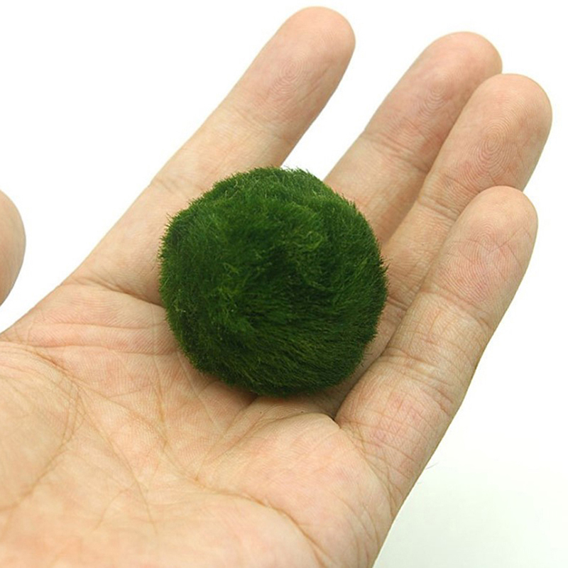 Marimo Moss Balls Live Aquariu - Terrarium Moss Art 리뷰 및 가격