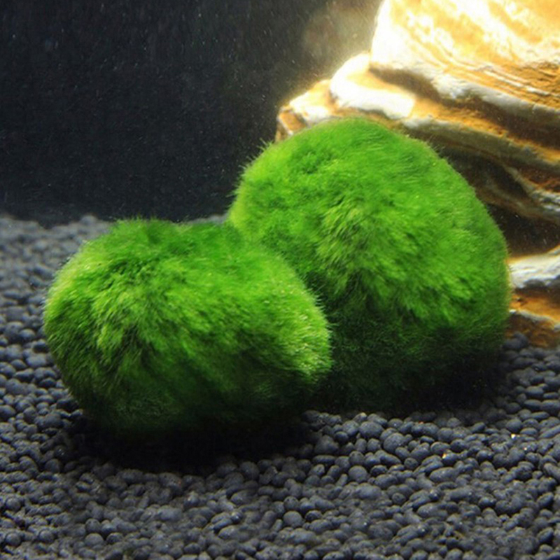 Marimo Moss Balls Live Aquariu - Terrarium Moss Art 리뷰 및 가격